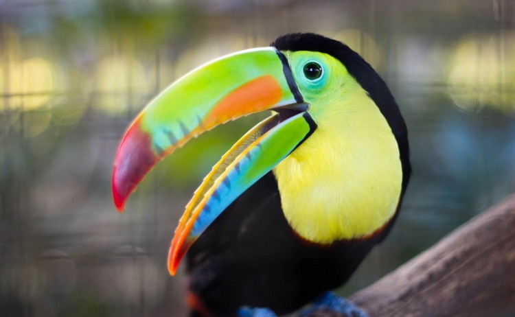 Amazon Jungle