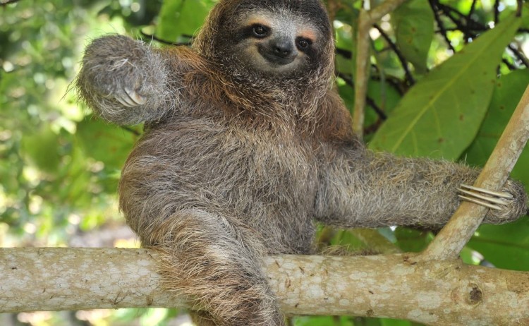 Amazon Sloth v2