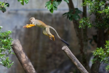 Delfin I – 5 Day Amazon Cruise Peru