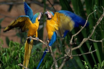 Delfin I – 5 Day Amazon Cruise Peru