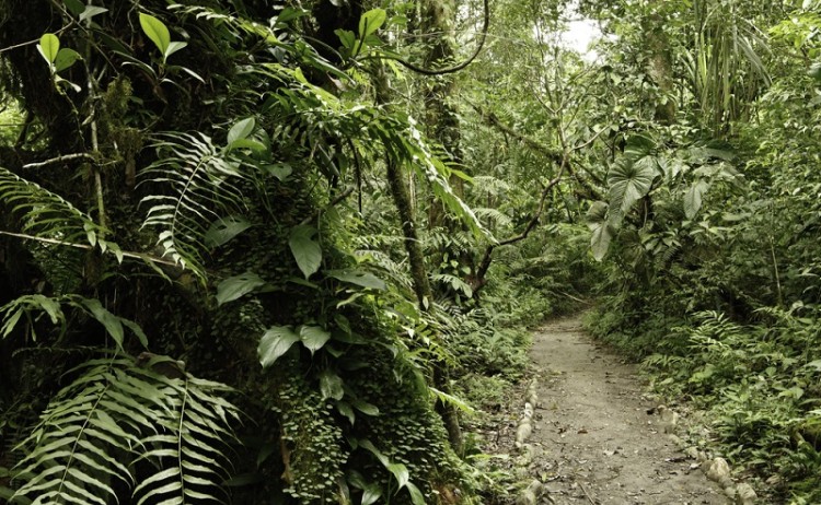 Amazon Bolivia