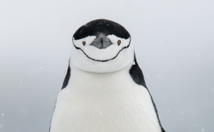 Chinstrap close