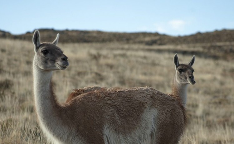 torres del paine tours 9