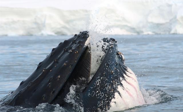 humpback whale