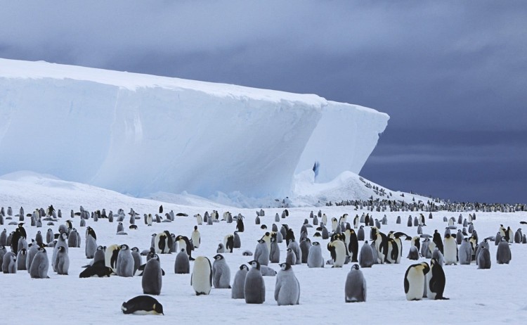 Penguin colony