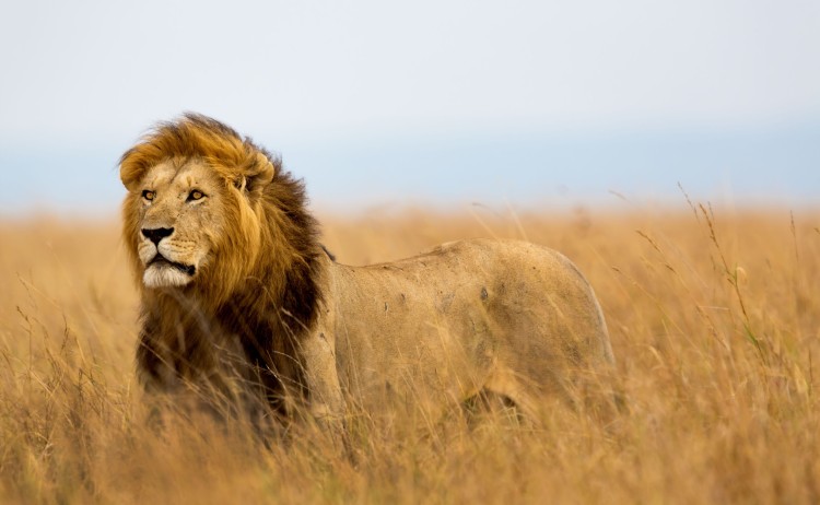 Tanzania lion