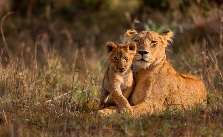 lion small