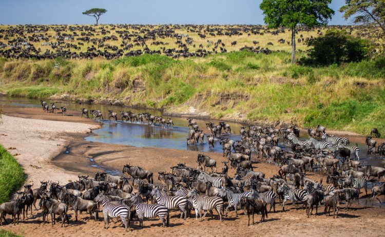 serengeti small