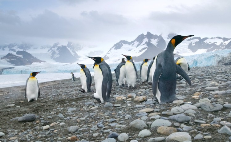 Penguin Antarctica v3