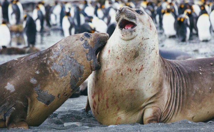 Sparring seals South Georgia quark v3