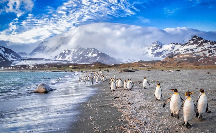 Penguins Antarctica