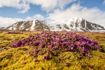 Fjords and glaciers of Spitsbergen