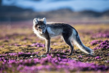 Svalbard Explorer: Best of High Arctic Norway