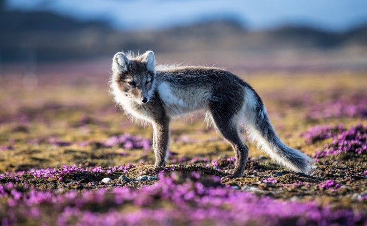 Arctic Fox 