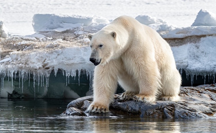Polar bear Arctic