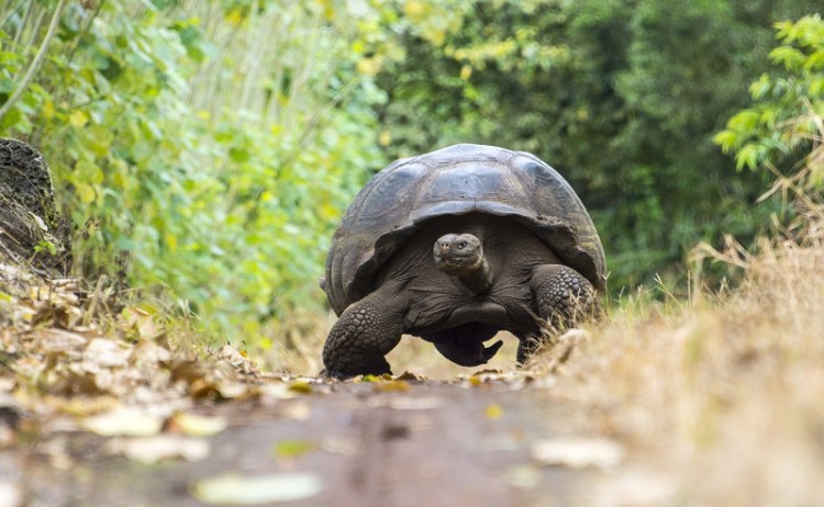 Tortoise Galapagos