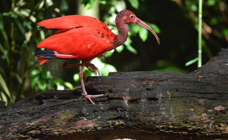 Galapagos bird