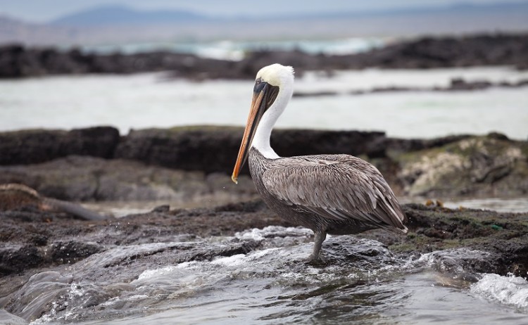 Galapagos Bird