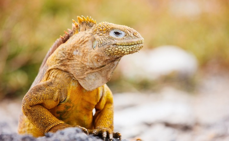 Galapagos wildlife