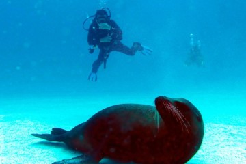 Galapagos: Dive Cruise  |  Aqua 8 Days