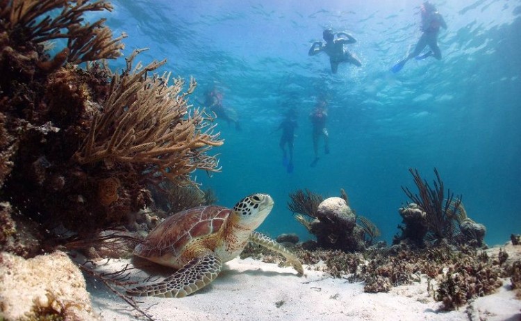Snorkelling in Galapagos Island