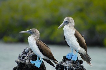 Galapagos: Galapagos Angel | 8 days