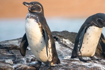Galapagos: Galaxy Diver II | 8 days