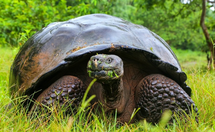 Galapagos giant tortoise