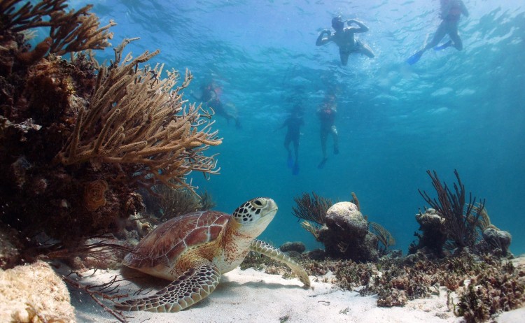 galapagos 4 