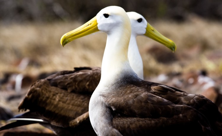 Albatross st 12