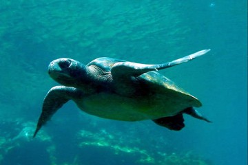 Galapagos: Infinity | 8 day 