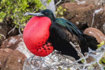 Galapagos: Isabela II  | 7 day Southeastern
