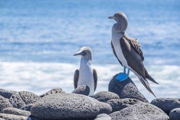 Galapagos Island Hopping | 4 days