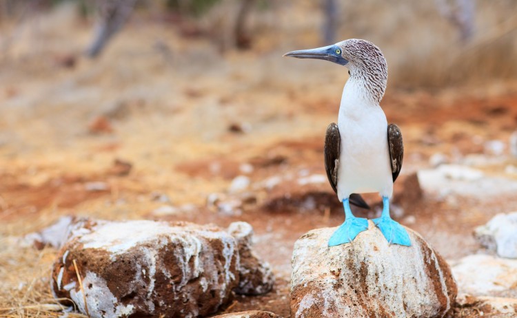 Galapagos 1