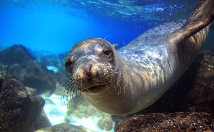 Galapagos 4