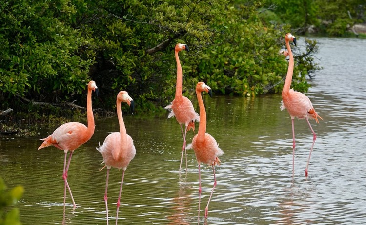 golden m flamingo