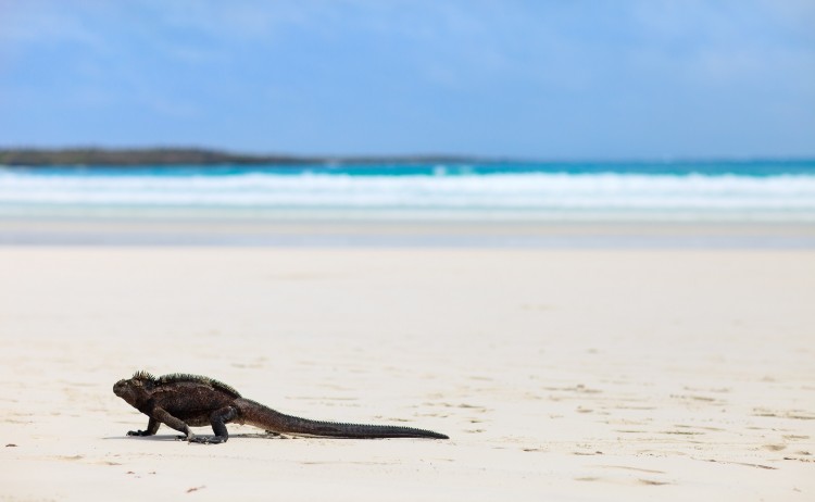 Galapagos 2