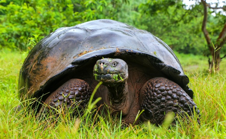 Galapagos 4