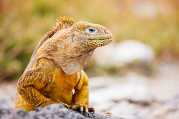 Galapagos: Hermes 5 days luxury