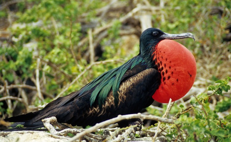 Galapagos 3