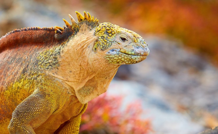 Galapagos wildlife
