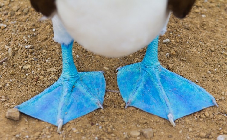 Galapagos