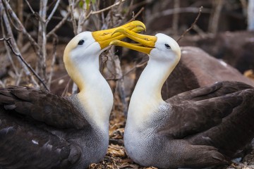  Galapagos: Solaris I 5 days