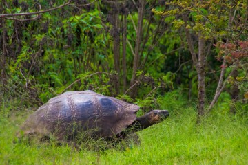 Galapagos: Treasure of Galapagos  | 7 days