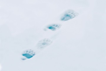 Greenland and Wild Labrador