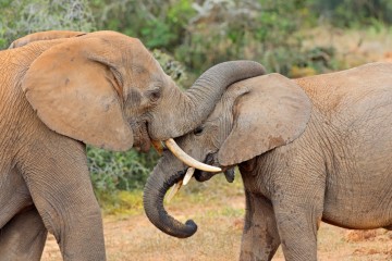 Highlights of the Garden Route 