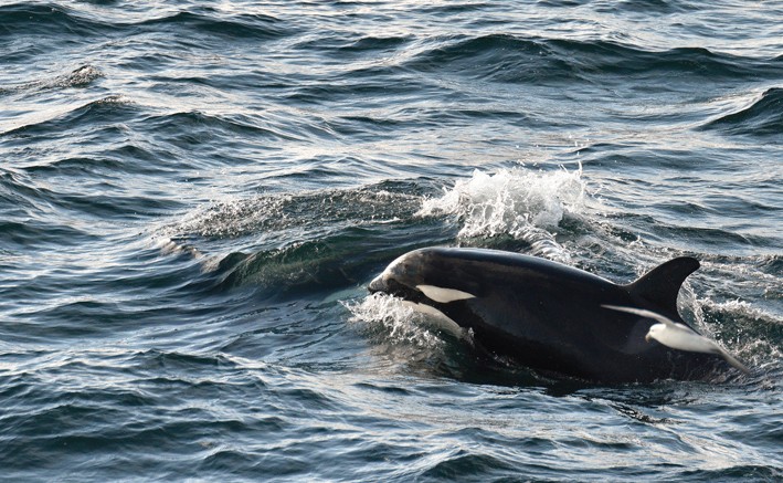 Killerwhales