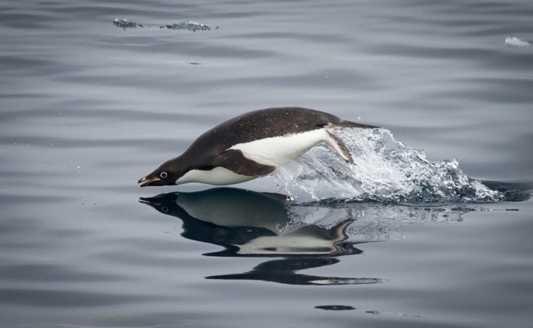 Penguin Heritage