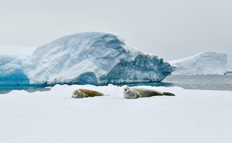 Antarctica