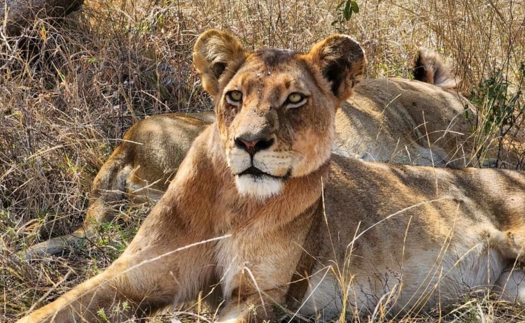 Lion
